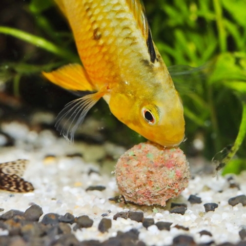 Thức ăn cá cảnh - JBL NovoTab