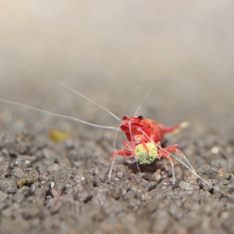 Thức ăn tép cảnh - JBL PRONOVO SHRIMPS GRANO