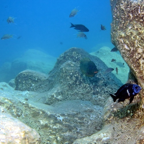 Thức ăn dành cho cá Cichlid Malawi - JBL PRONOVO MALAWI GRANO M