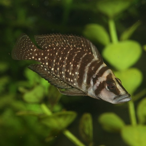 Thức ăn dành cho cá Cichlid Malawi - JBL PRONOVO MALAWI GRANO M