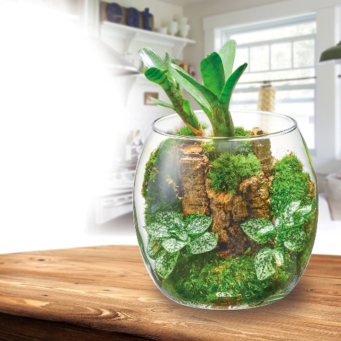 Hồ cá tiểu cảnh thủy tinh - Gex Glass Aqua Drop