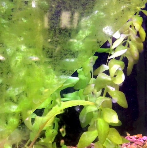 Miếng xốp chà hồ - Seachem Pad