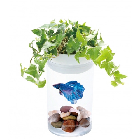 Hồ cá Betta (13 x 13 x 21.5 cm ) - Gex Aqua Leaf