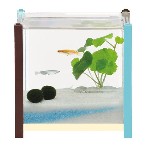 Hồ cá Betta ( 10 x 10 cm ) - Gex qb Betta