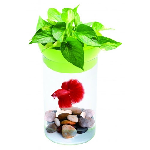 Hồ cá Betta (13 x 13 x 21.5 cm ) - Gex Aqua Leaf