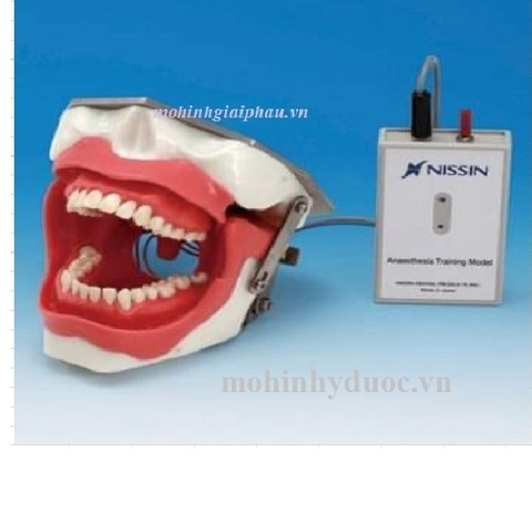 Bộ mô hình thực hành gây tê dẫn truyền SUG2005-UL-SP