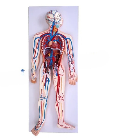 MÔ HÌNH HỆ TUẦN HOÀN