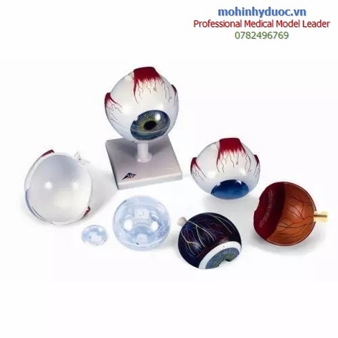MÔ HÌNH GIẢI PHẪU MẮT 6 PHẦN, PHÓNG ĐẠI 5 LẦN, F10 - ERLER ZIMMER
