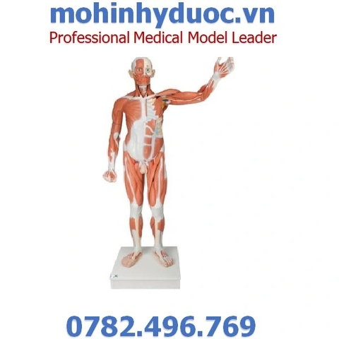 MÔ HÌNH GIẢI PHẪU TOÀN THÂN