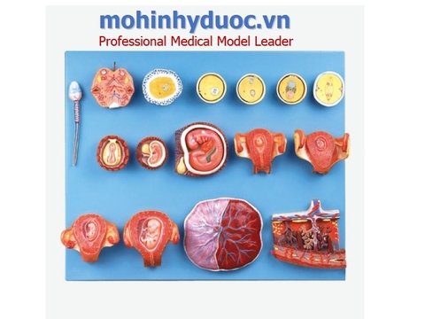 MÔ HÌNH PHÁT TRIỂN TRỨNG VÀ BÀO THAI