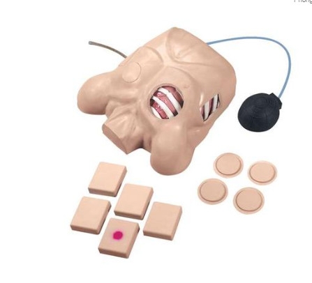 MÔ HÌNH BÁN THÂN DẪN LƯU MÀNG PHỔI – 1017946 – 3B SCIENTIFIC