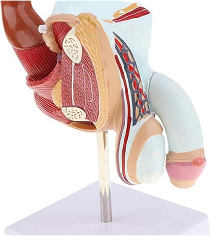 MÔ HÌNH BỆNH LÝ HỆ SINH DỤC NAM GIỚI