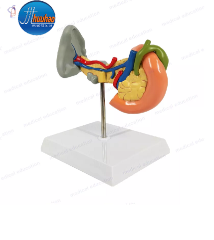 MÔ HÌNH GIẢNG DẠY BỆNH LÝ TỤY