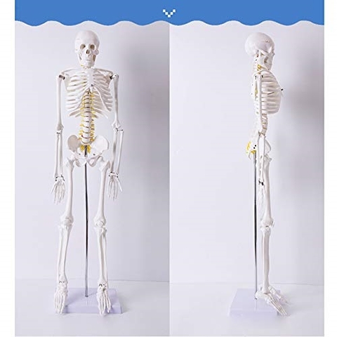 MÔ HÌNH BỘ XƯƠNG NGƯỜI 85CM MÀU TRẮNG CÓ DÂY CHẰNG