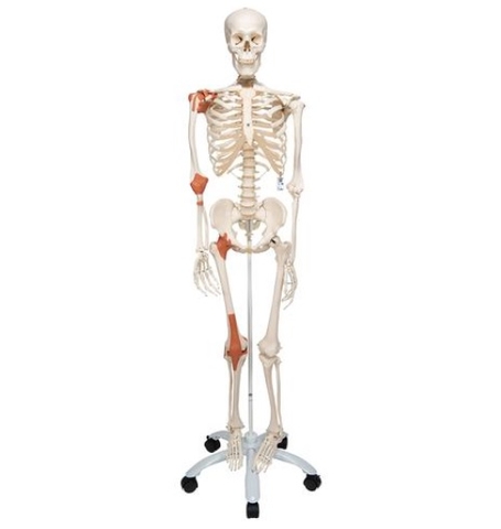 MÔ HÌNH BỘ XƯƠNG VỚI DÂY CHẰNG, THẦN KINH, ĐỘNG MẠCH GẮN KẾT CÓ BÁNH XE