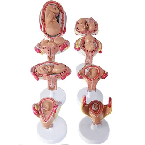 MÔ HÌNH CÁC GIAI ĐOẠN PHÁT TRIỂN CỦA THAI NHI (8 GIAI ĐOẠN)