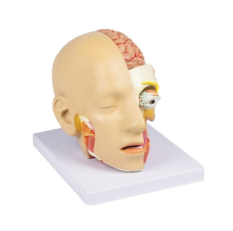 Mô hình cắt lớp đầu mặt 4 phần C250 Erler Zimmer - Đức