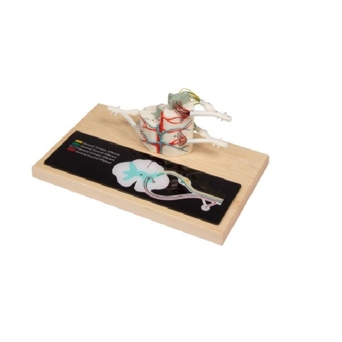 MÔ HÌNH CẮT NGANG TỦY SỐNG, PHÓNG ĐẠI GẤP 6 LẦN R10116 ERLER ZIMMER - ĐỨC