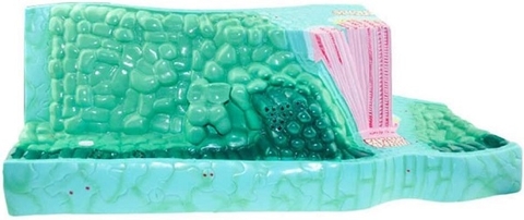 MÔ HÌNH CẤU TẠO LÁ CÂY