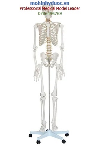 MÔ HÌNH CẤU TẠO BỘ XƯƠNG NGƯỜI 170CM