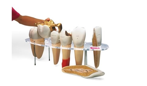 MÔ HÌNH CẤU TRÚC HÌNH THÁI RĂNG W42517