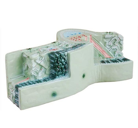 MÔ HÌNH CẤU TRÚC LÁ CÂY