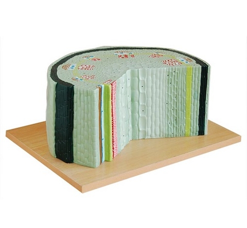 MÔ HÌNH CẤU TRÚC THÂN CÂY HAI LÁ MẦM