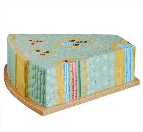 MÔ HÌNH CẤU TRÚC THÂN CÂY MỘT LÁ MẦM