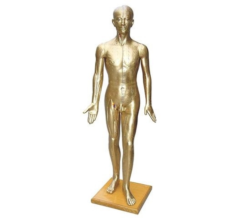 MÔ HÌNH CHÂM CỨU NGƯỜI LỚN 178CM (MÀU ĐỒNG)