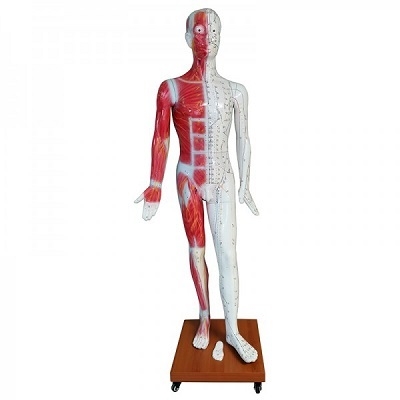 Mô hình huyệt vị châm cứu người 178 cm  Dụng cụ y tế Huê Lợi