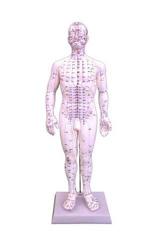 Mô hình châm cứu toàn thân nam màu trắng 50cm