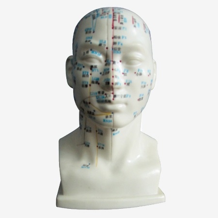 MÔ HÌNH CHÂM CỨU ĐẦU KÍCH THƯỚC THẬT