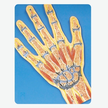 MÔ HÌNH CHI TRÊN/CHI DƯỚI CẮT LỚP GD/A11204 HOẶC GD/A11205