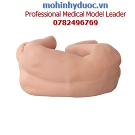 MÔ HÌNH CHỌC DÒ TỦY SỐNG NGƯỜI LỚN GD/L68A.100