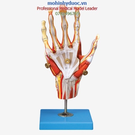 MÔ HÌNH CƠ BÀN TAY VỚI CÁC MẠCH MÁU VÀ DÂY THẦN KINH GD/A11307