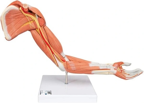 MÔ HÌNH GIẢI PHẪU CƠ CÁNH TAY