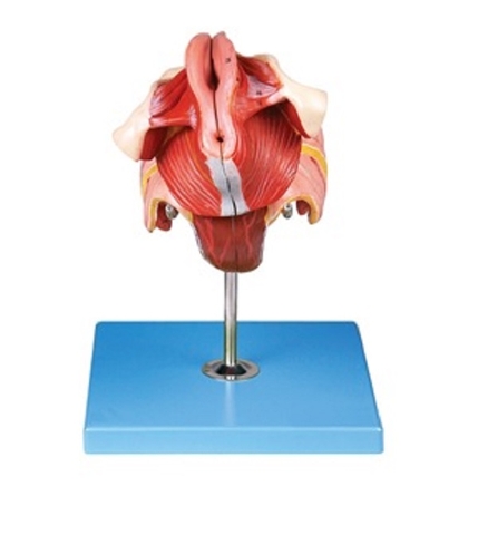 MÔ HÌNH GIẢI PHẪU CƠ QUAN SINH DỤC NỮ - A15105