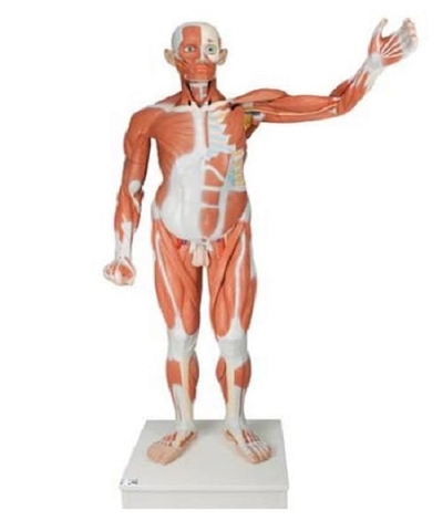 MÔ HÌNH HỆ CƠ TOÀN THÂN