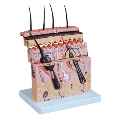 MÔ HÌNH GIẢI PHẪU DA NGƯỜI PHÓNG ĐẠI