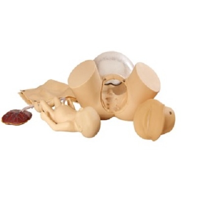 MÔ HÌNH ĐÀO TẠO KỸ NĂNG SINH ĐẺ GD/F20