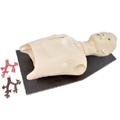 MÔ HÌNH ĐÀO TẠO NỘI SOI PHẾ QUẢN GD/LV48 – GENERAL DOCTOR