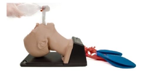 MÔ HÌNH ĐẶT NỘI KHÍ QUẢN NGƯỜI LỚN AA95100X TRUCORP