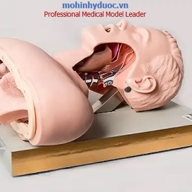 MÔ HÌNH ĐẶT NỘI KHÍ QUẢN NGƯỜI LỚN - GD/J50