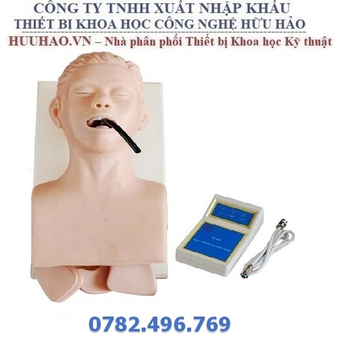 MÔ HÌNH ĐẶT NỘI KHÍ QUẢN NGƯỜI LỚN