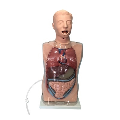 MÔ HÌNH RỬA DẠ DÀY TRONG SUỐT - TRUNG QUỐC