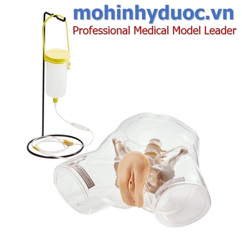 MÔ HÌNH ĐẶT SONDE TIỂU NỮ TRONG SUỐT GD/H16F