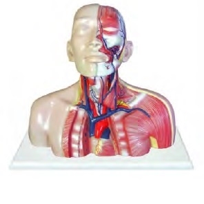 MÔ HÌNH ĐẦU, HỆ TĨNH MẠCH CỔ VÀ KHOANG NGỰC