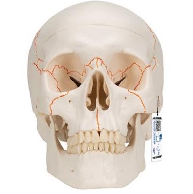 MÔ HÌNH ĐẦU SỌ GIẢI PHẪU NGƯỜI 3B SCIENTIFIC 1020165