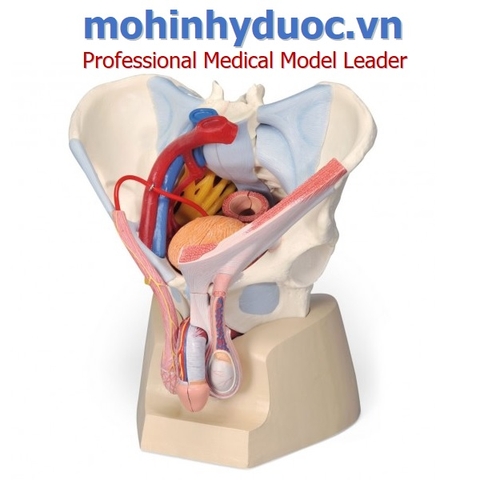 MÔ HÌNH ĐÁY CHẬU NAM VỚI KÈM BỘ PHẬN SINH DỤC – 1013282 – 3B SCIENTIFIC