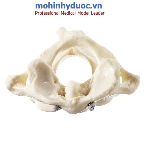Mô hình đốt sống cổ thứ nhất và thứ hai (Atlas và trục) SOMSO